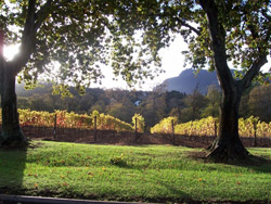 Cape Town Winelands